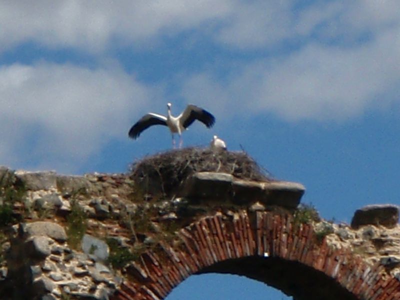 Close up of stork