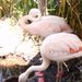 Flamingos Lake Titicaca