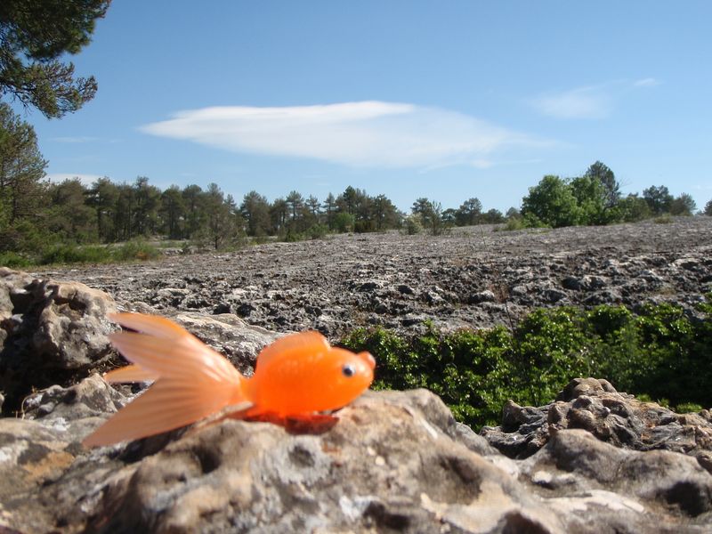 The stone sea