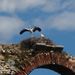 Close up of stork