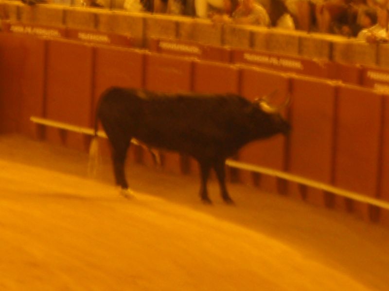 Torro
