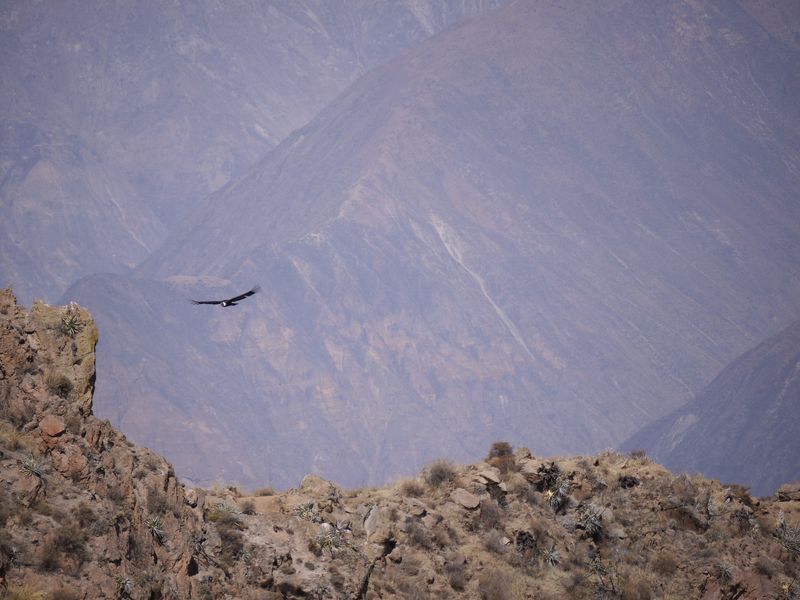 Condor 3