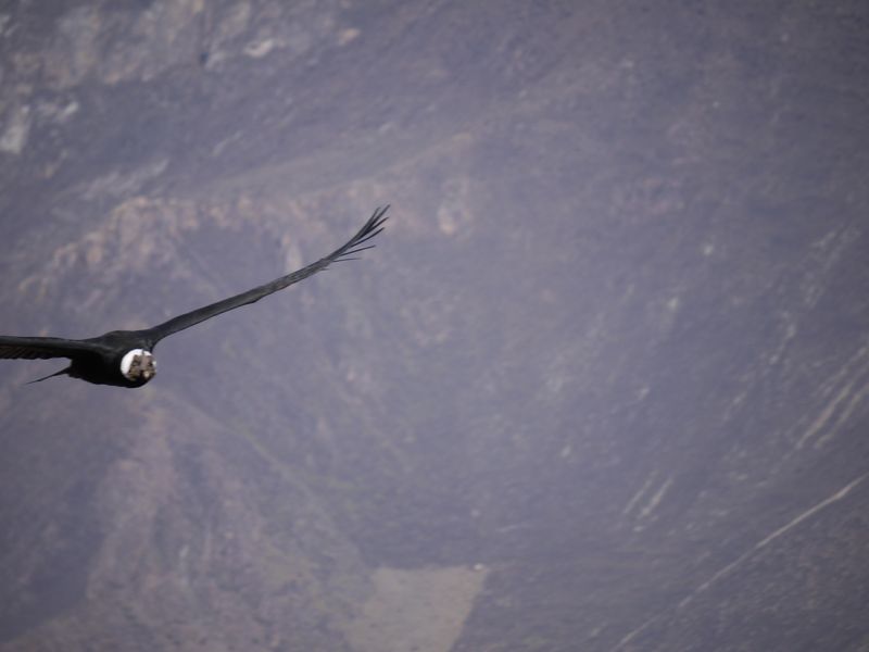 Condor