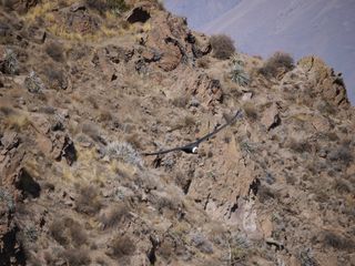 Condor 2