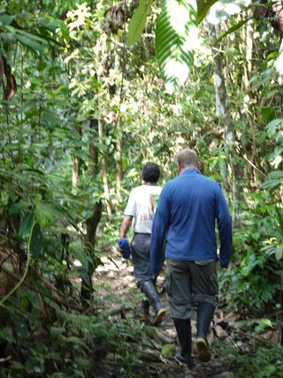 Treking in the rainforest