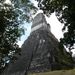 Tikal 8