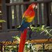A Posing Parrot