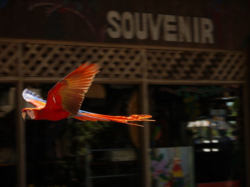 Costa Rican Souvenir