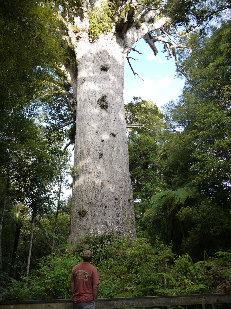 David and Goliath - the biggest tree in New Zealand