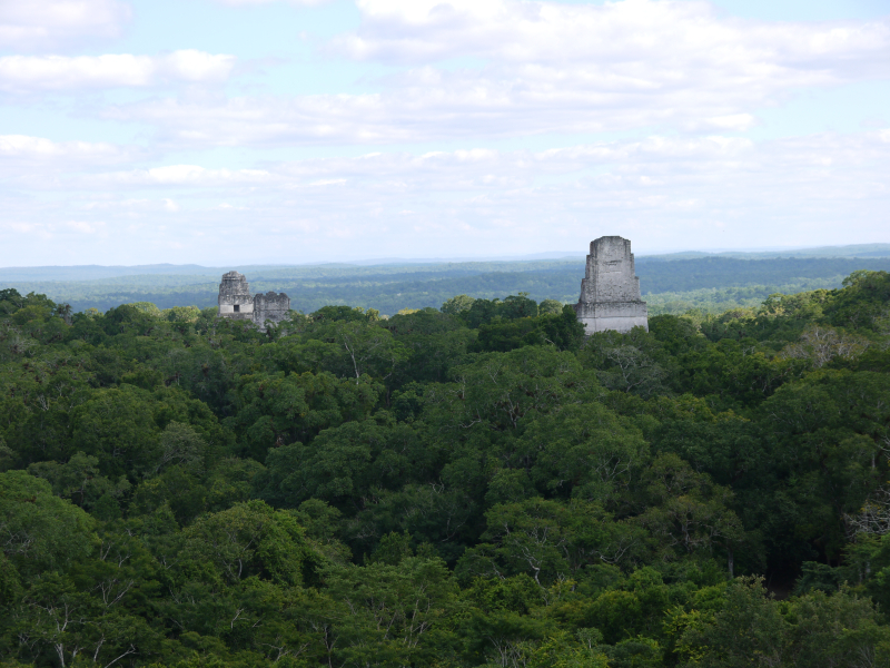 Tree top view of Tikal