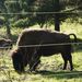 Brown bison