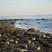 Elephant seals on the beach