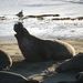 Daddy elephant seal