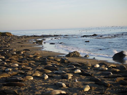 Elephant seals on the beach
