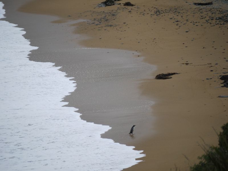 Lonely penguin