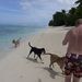 The Pied Piper of Rarotonga