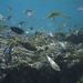 The Rarotonga Reef