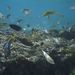 The Rarotonga Reef