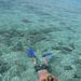 David snorkelling the reef
