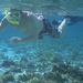 Snorkelling the reef