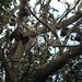 Fruit bats roosting