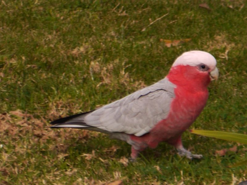 Pink Parrot