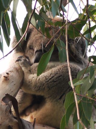 Koala asleep