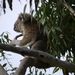 Koala in the tree