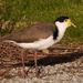 Phillip Island wader