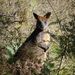 Wallaby in the bush
