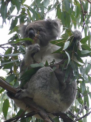 Koala