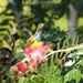 Queensland Hummingbird