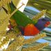 Rainbow Lorrikeet at Airlie Beach