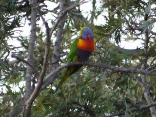 Parrot in the tree