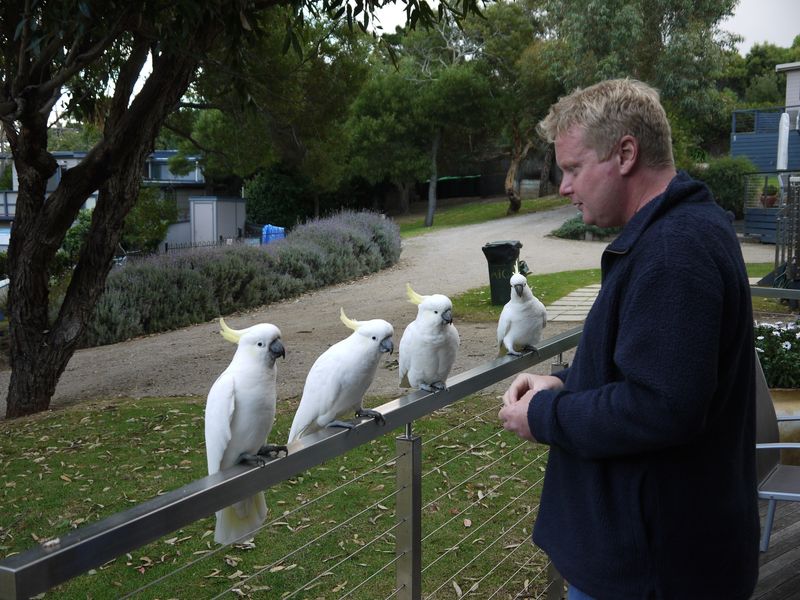 David and his Cockatoo troupe