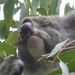 Face to face with a Koala