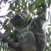 Koala stretches out for Euculyptus leaves