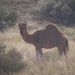 Outback camel