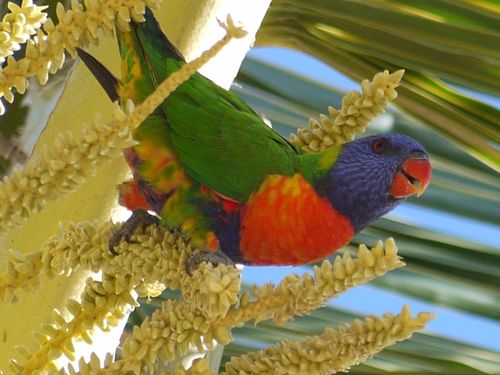 Rainbow Lorrikeet at Airlie Beach