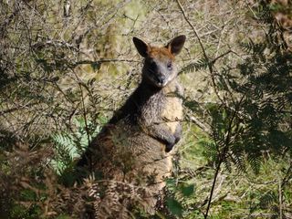 Wallaby in the bush