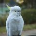 Cockatoo