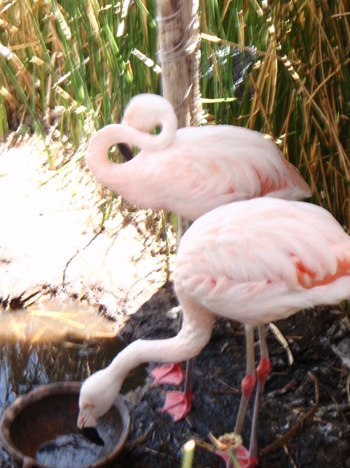 Flamingos Lake Titicaca