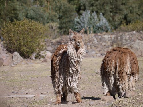 Long haired Lama