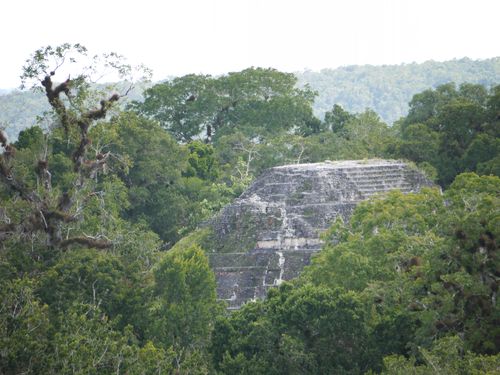 Jungle view of Tikal