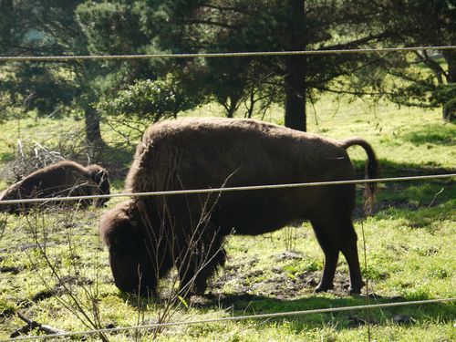 Brown bison
