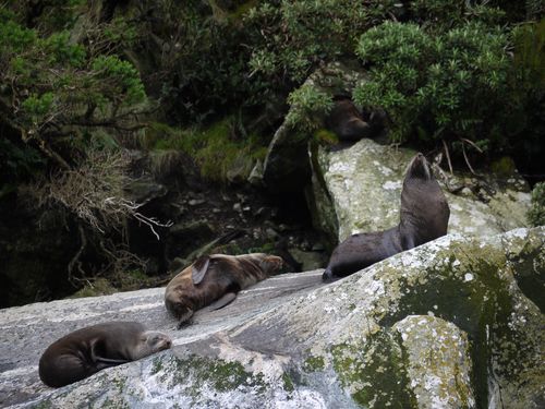 The NZ seals pose for the photo