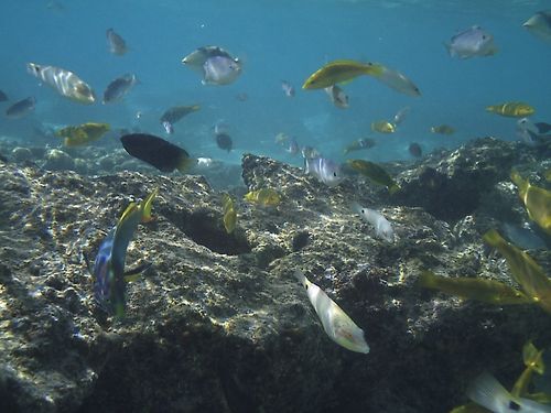 The Rarotonga Reef