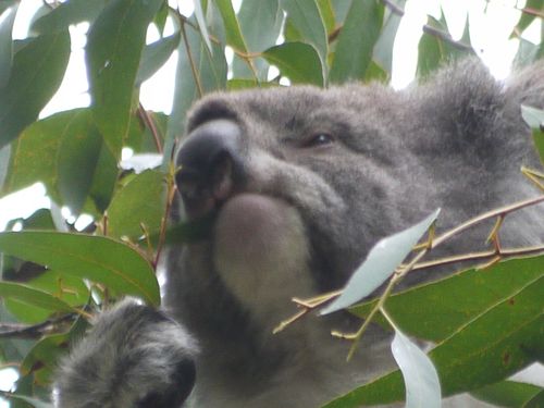 Face to face with a Koala