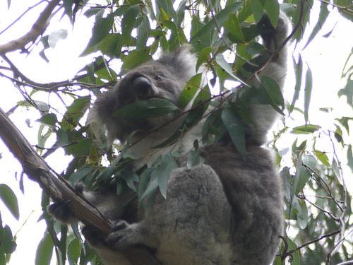 Koala stretches out for Euculyptus leaves