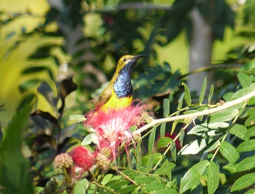Queensland Hummingbird